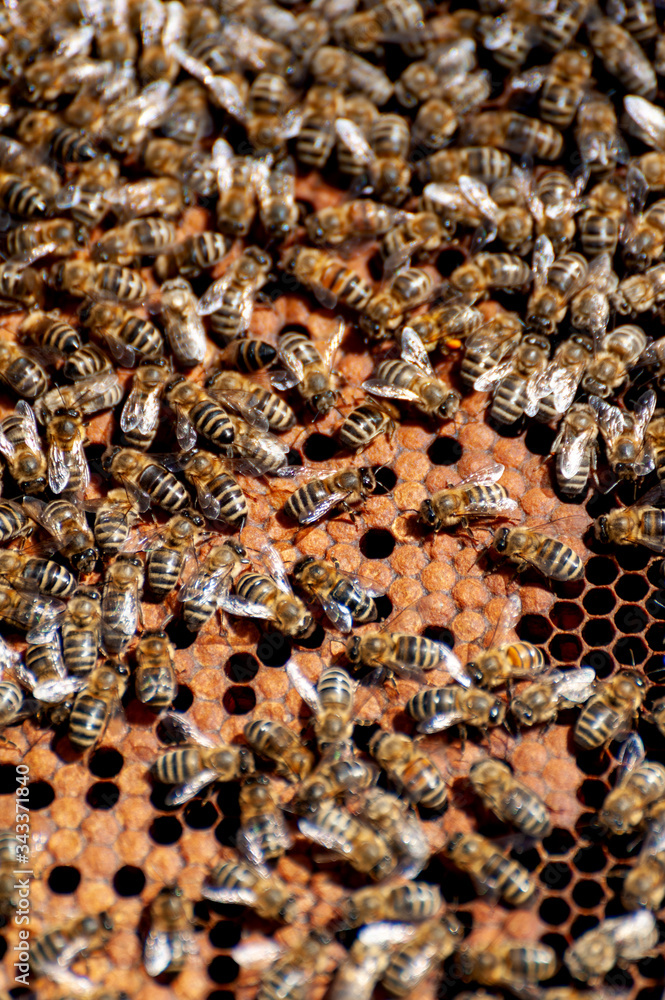 The beekeeper examines bees in honeycombs. The beekeeper examines bees in honeycombs.