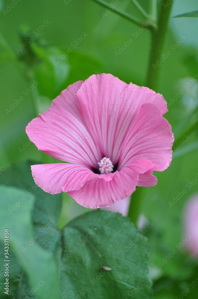 Fototapeta premium Malven im Garten