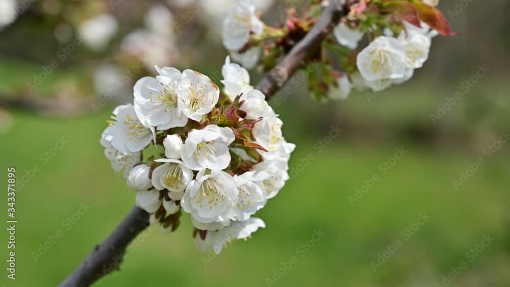 White flowers of cherry tree blossom in early spring
White flowers of cherry tree blossom in early spring