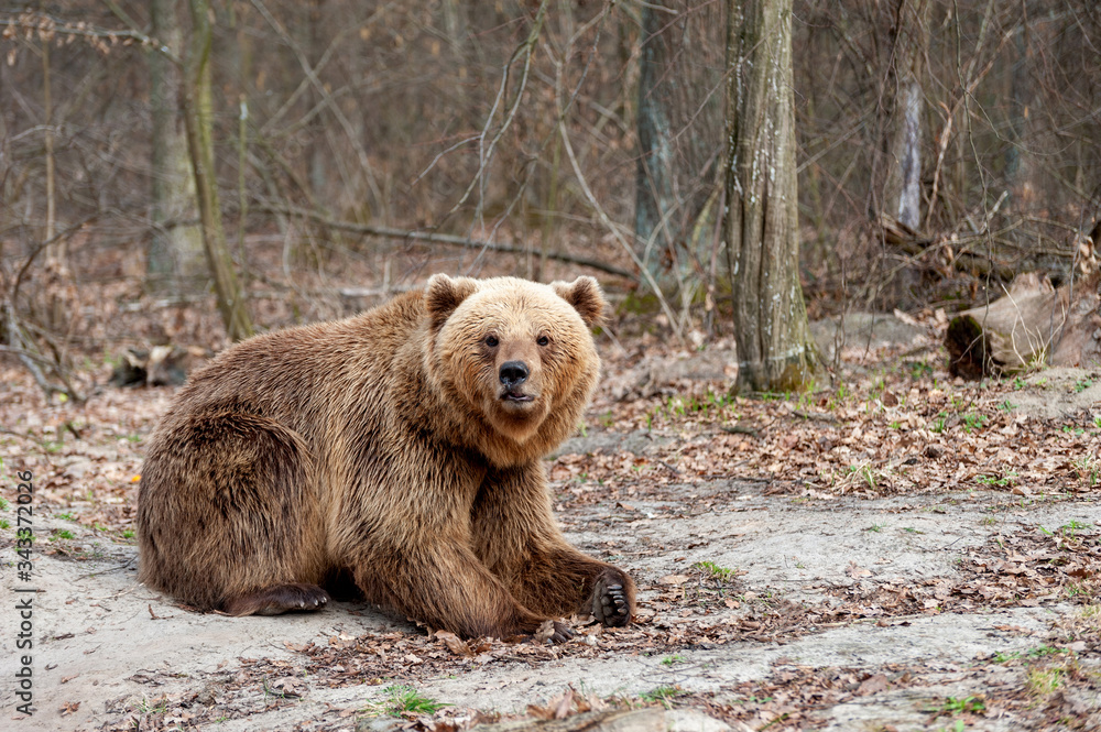 The brown bear (Ursus arctos),  walking in the forest