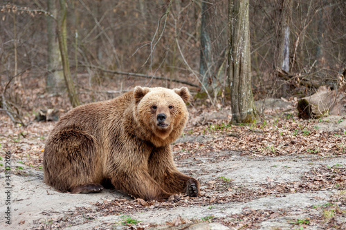 The brown bear (Ursus arctos), walking in the forest