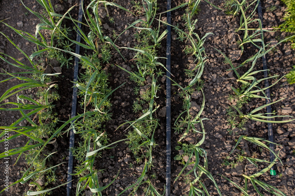 Green onion beds in the garden. Green onion beds in the garden.