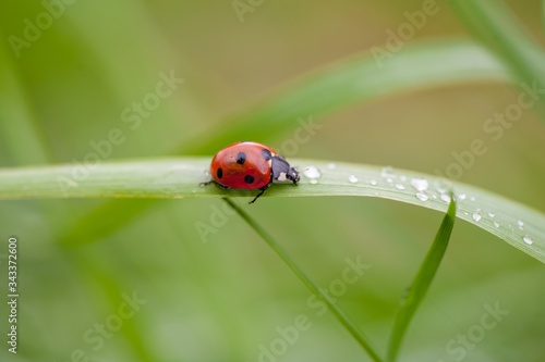 ladybug crawling on a green blade of grass © Pavlo Burdyak