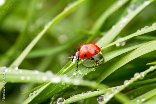 ladybug crawling on a green blade of grass © Pavlo Burdyak