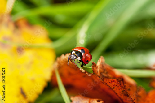ladybug crawling on a green blade of grass