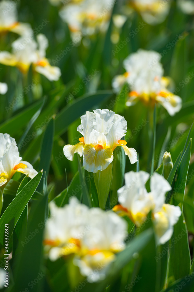 Fototapeta premium Colorful irises in the garden, perennial garden. Gardening. Bearded iris