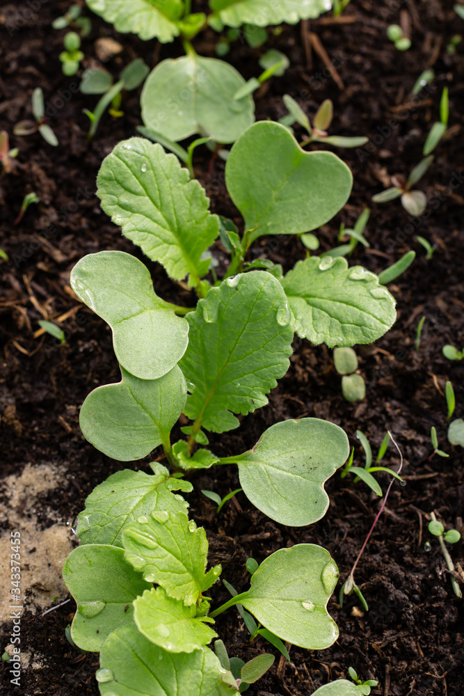 young radish sprouts in the ground young radish sprouts in the ground