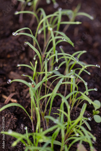 young dill sprouts in the ground