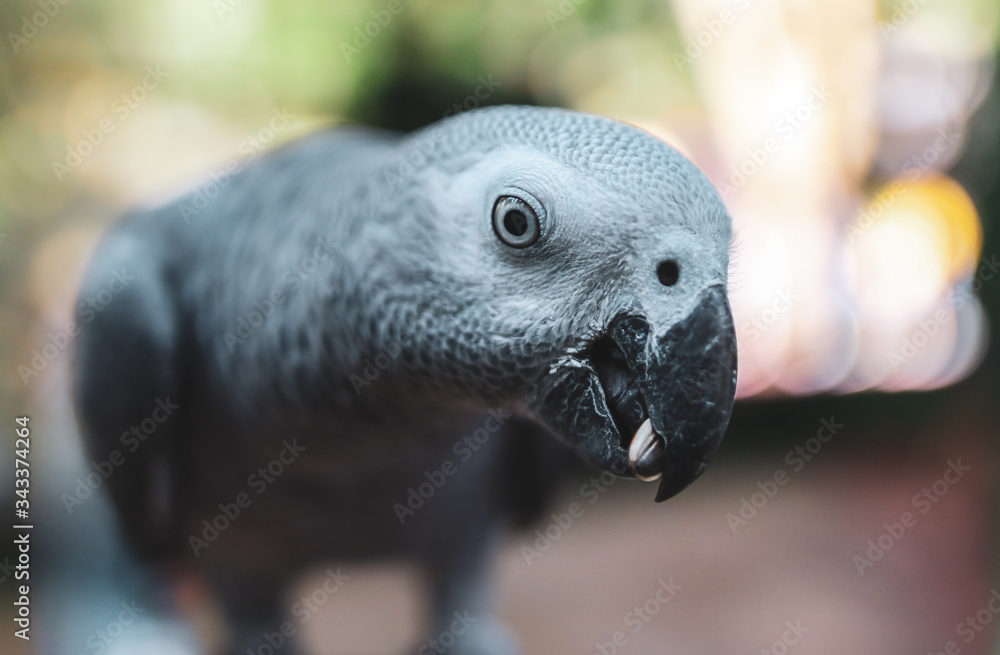 Fototapeta premium A parrot eats a seed in the park.