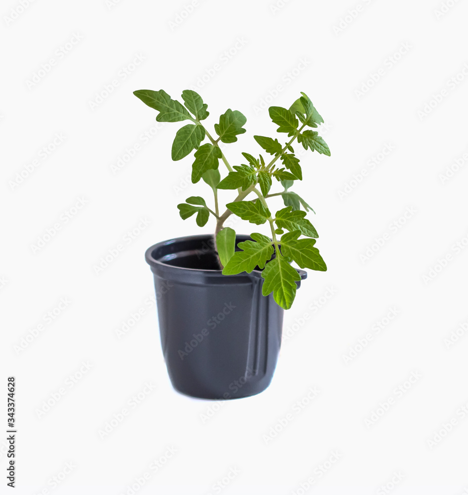 Fototapeta premium young tomato plant in a black pot, isolated on a white background