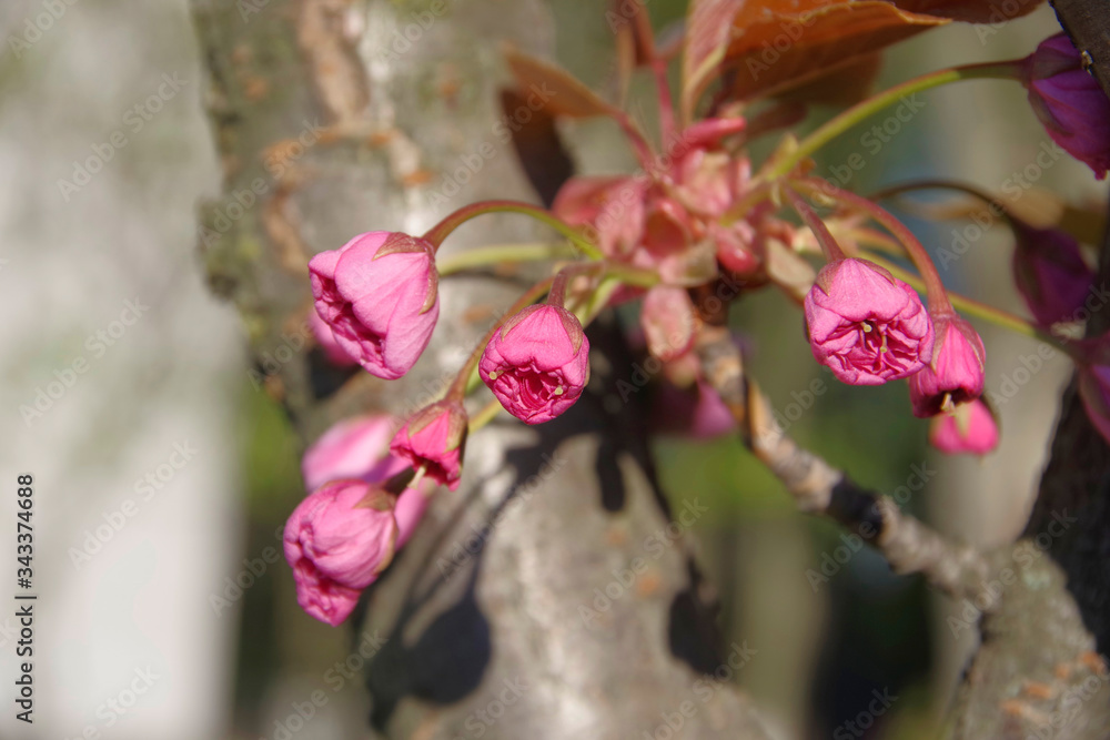 Pink buds of blooming sakura. Spring flowers. Pink buds of blooming sakura. Spring flowers.