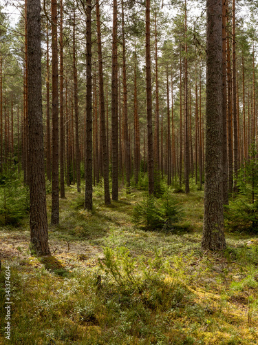 Fototapeta Naklejka Na Ścianę i Meble -  Calmness and relaxation forest area.