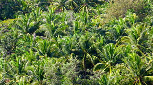 Palm trees grow in the park.