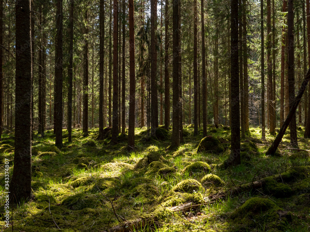 Calmness and relaxation forest area.