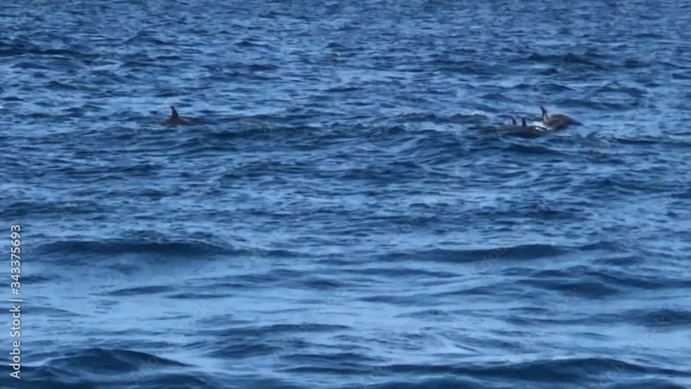 Dolphins in the Indian Ocean Dolphins in the Indian Ocean