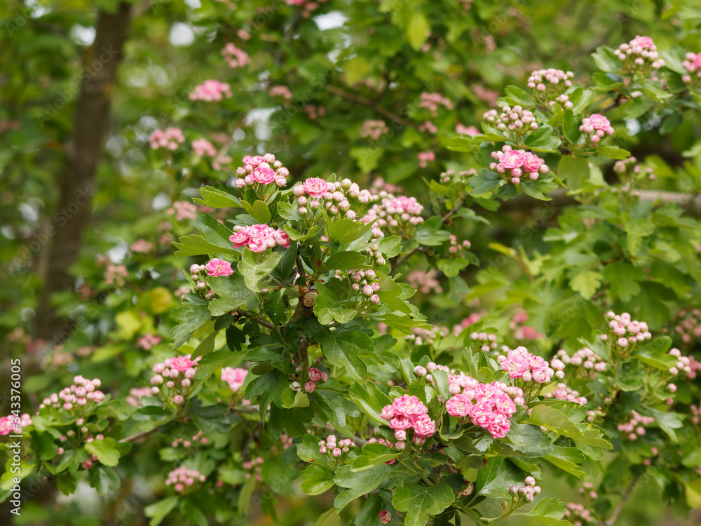 Crataegus laevigata 'Paul's Scarlet - Aubépine à fleur double rose foncé ou aubépine à deux styles, rameaux épineux, feuilles vert brillant, écorce brune, écailleuse, fissurée Crataegus laevigata 'Paul's Scarlet - Aubépine à fleur double rose foncé ou aubépine à deux styles, rameaux épineux, feuilles vert brillant, écorce brune, écailleuse, fissurée