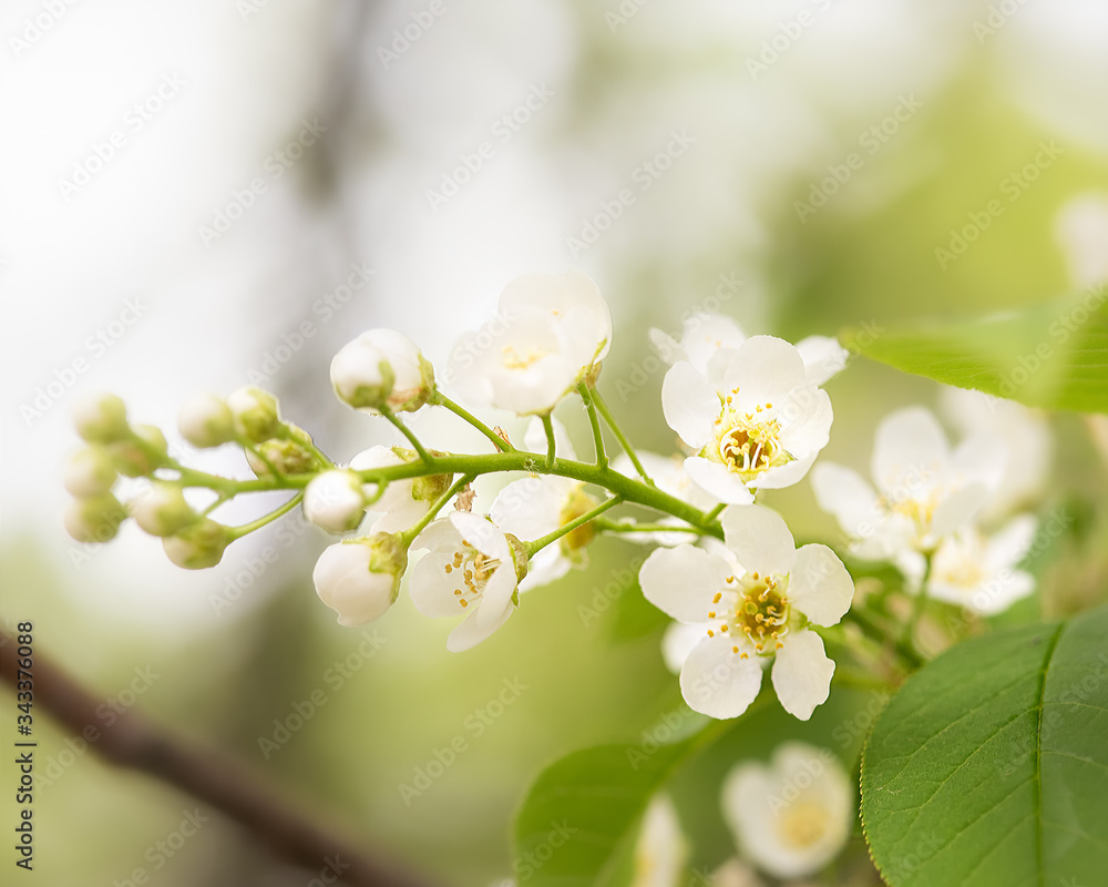 Obraz premium blooming sprig of white cherry close-up on a Sunny day