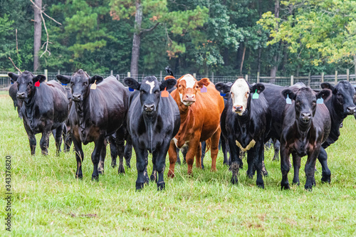 Beef steers in a green pasture