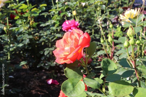 Red rose in the garden