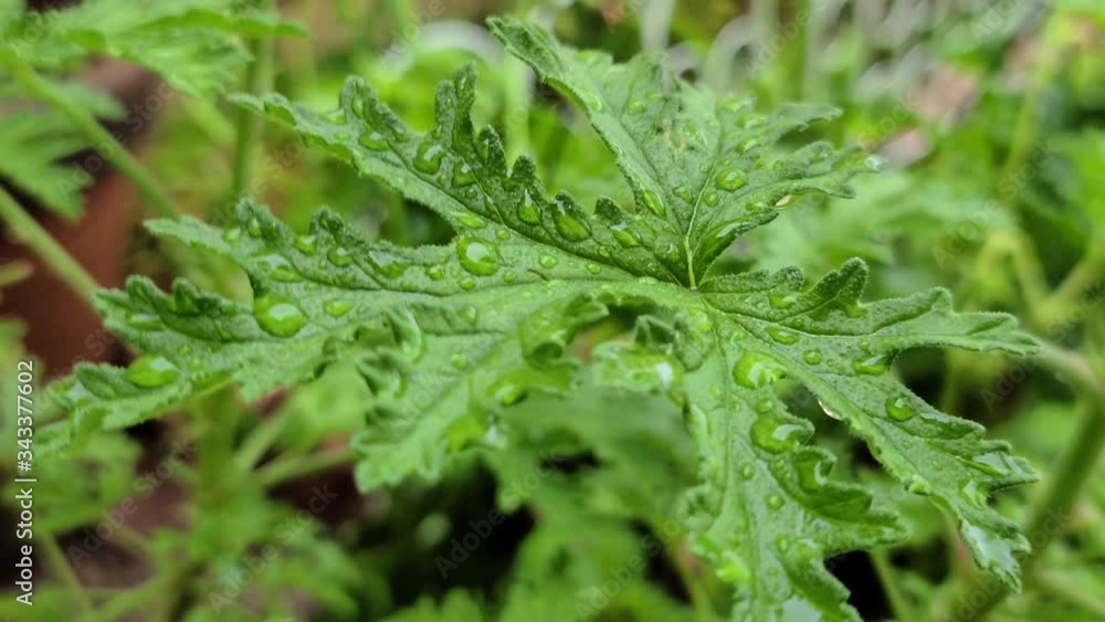 Water droplets on top of mosquito plant leaves after the rain Water droplets on top of mosquito plant leaves after the rain