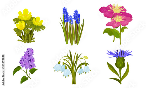 Spring Flowers Growing in Garden on Flowerbeds Vector Set