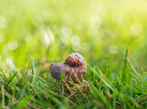 Engerling im Rasen photo