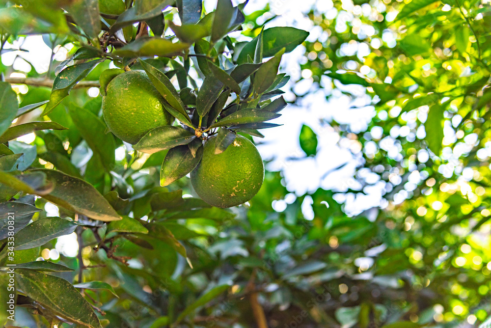 Fruto de limoeiro (Citrus limon) no galho de árvore