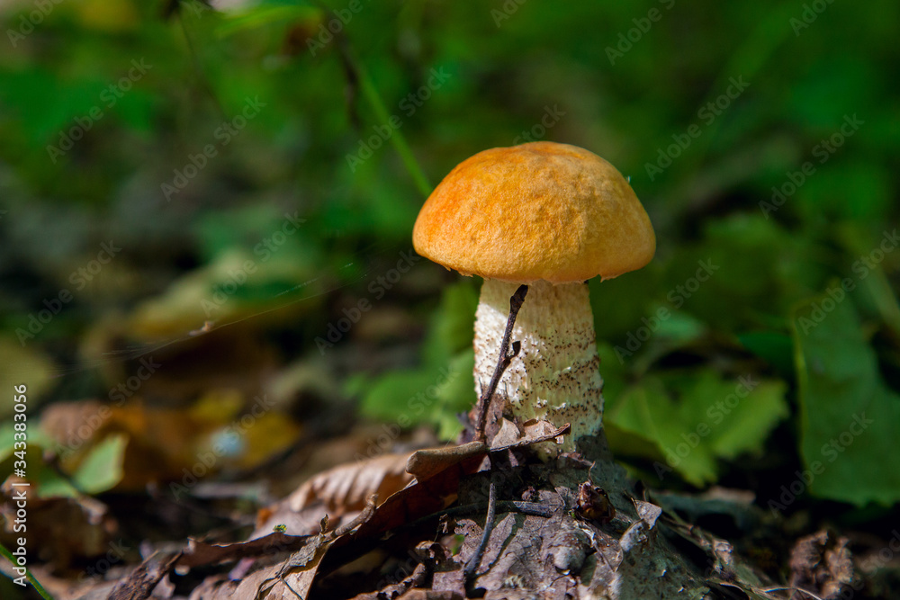 Single red boletus mushroom in the wild. Red boletus mushroom grows on the forest floor at autumn season.. Single red boletus mushroom in the wild. Red boletus mushroom grows on the forest floor at autumn season..