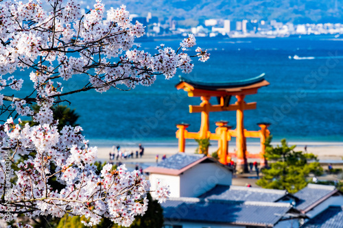 広島県宮島厳島神社の桜の風景です