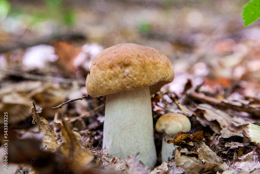 Mushroom family of boletus mushroom in the wild. Porcini mushroom grows on the forest floor at autumn season.. Mushroom family of boletus mushroom in the wild. Porcini mushroom grows on the forest floor at autumn season..