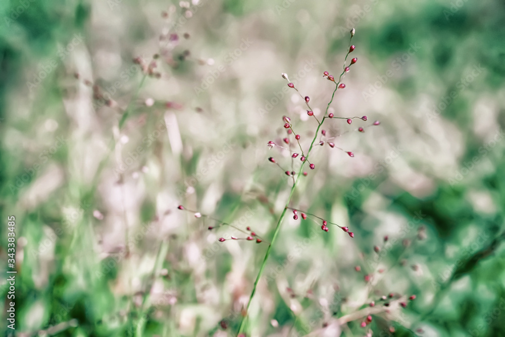 soft focus little pink grass flower with green bokeh outdoor scence spring nature background soft focus little pink grass flower with green bokeh outdoor scence spring nature background