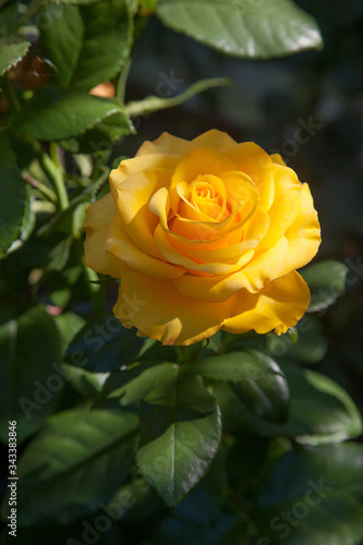 Beautiful rose bush growing in the garden.
