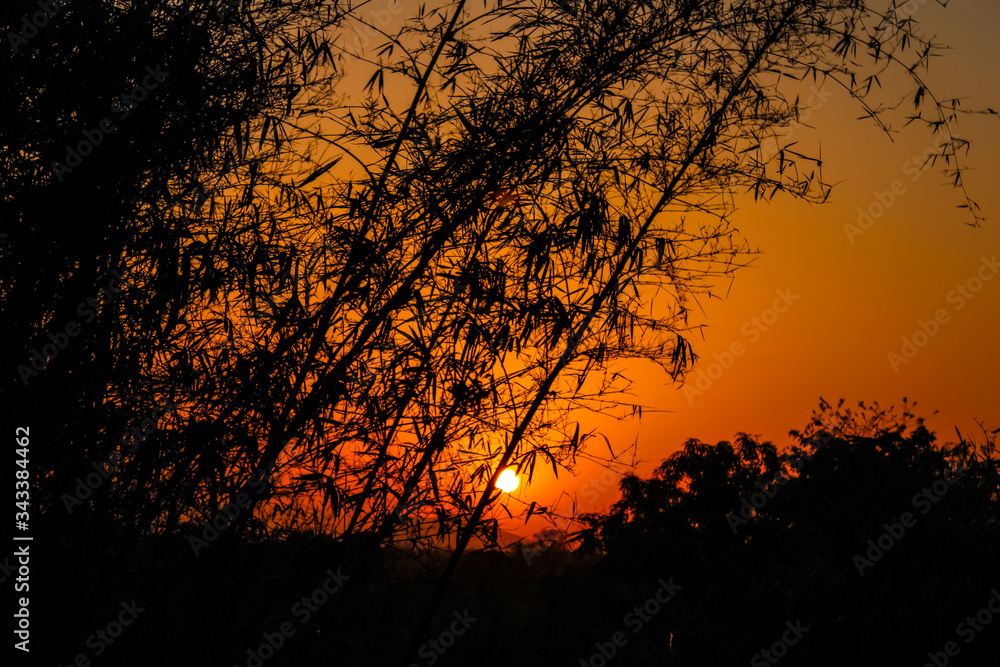 Naklejka premium sun sets behind the bamboo 