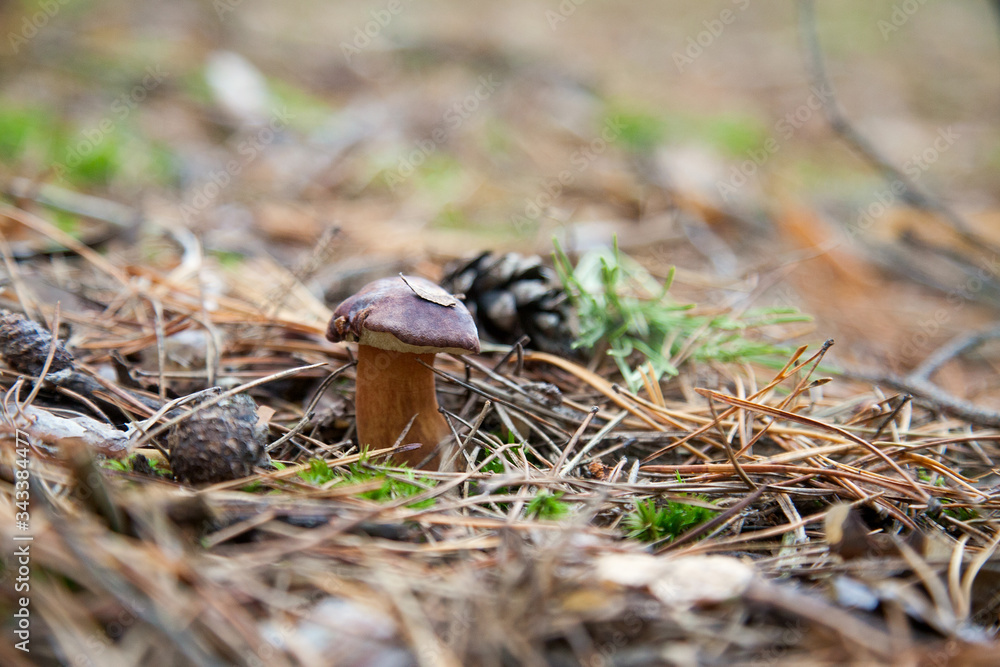 Imleria badia or Boletus badius commonly known as the bay bolete growing in pine tree forest.. Imleria badia or Boletus badius commonly known as the bay bolete growing in pine tree forest..