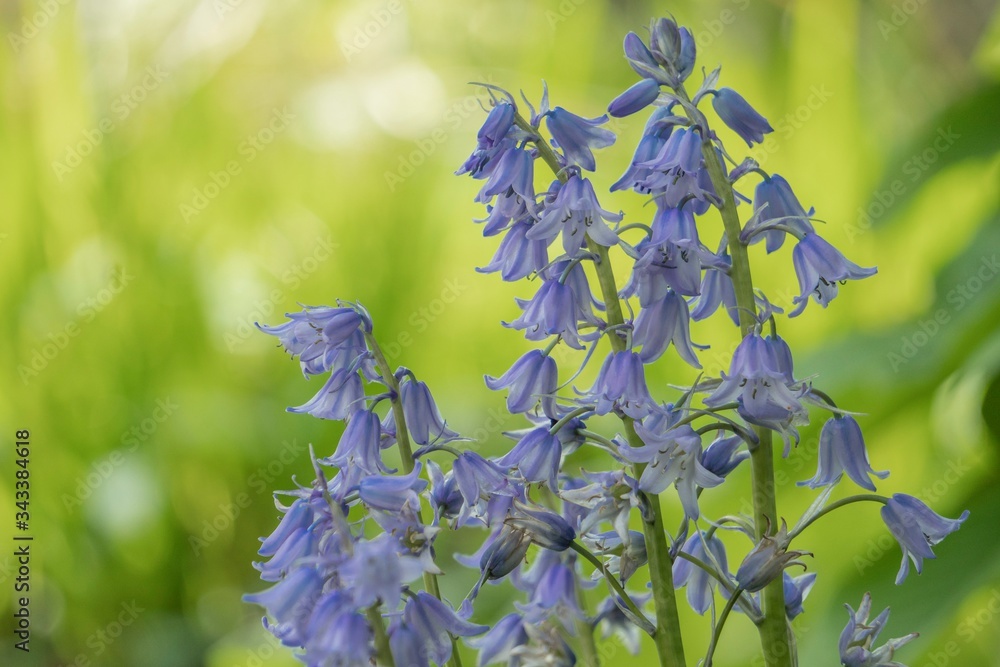薄緑のボケに青いブルーベルの花 Hyacinthoides Hispanica Stock Photo Adobe Stock 薄緑のボケに青いブルーベルの花 Hyacinthoides Hispanica Stock Photo Adobe Stock