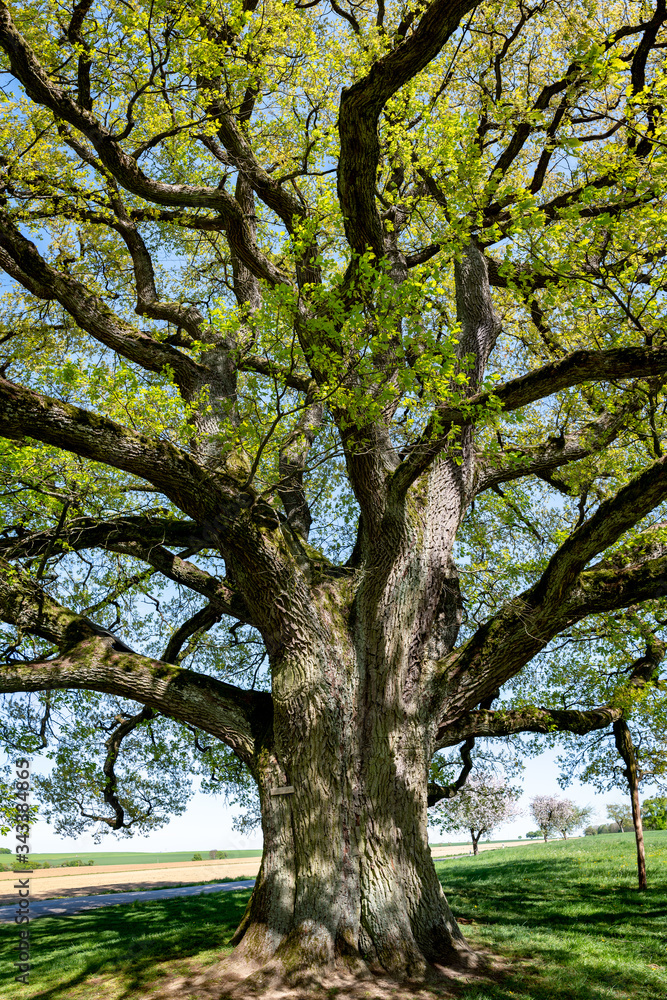 Die Lenzeiche bei Sichertshausen im Frühling