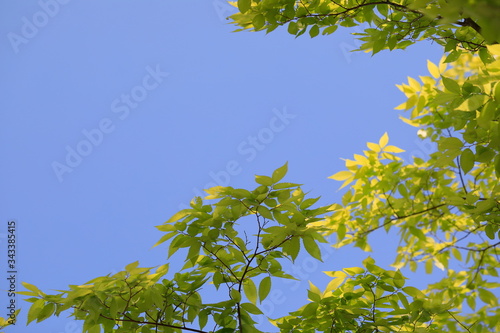 파란 하늘과 느티나무 잎