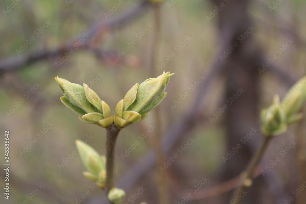 blooming lilac buds in the garden in spring blooming lilac buds in the garden in spring