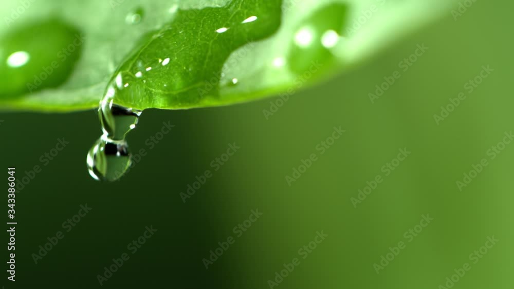 Super Slow Motion Macro Shot of Water Droplet Falling from Fresh Green Leaf at 1000fps. Super Slow Motion Macro Shot of Water Droplet Falling from Fresh Green Leaf at 1000fps.