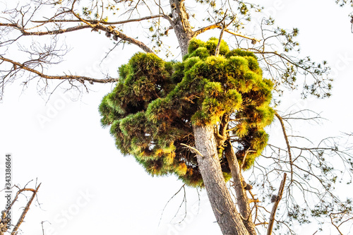 Puff Ball Tree