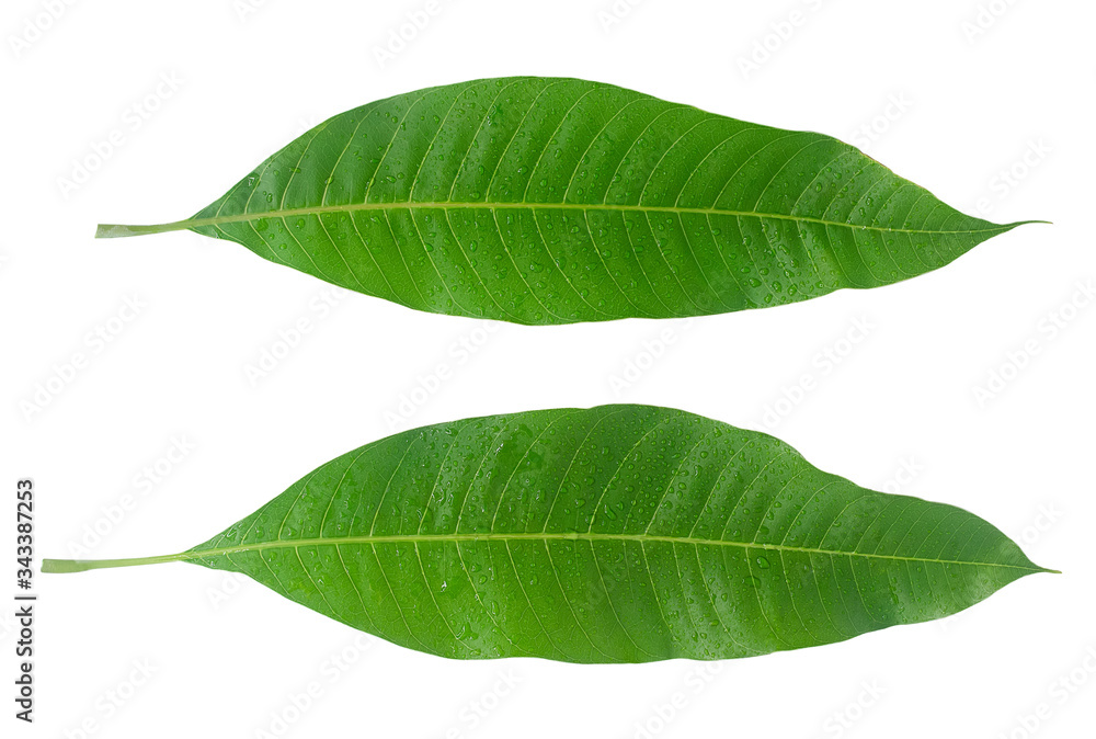 Fototapeta premium Mango leaf with water drop isolated on white with clipping path,top view