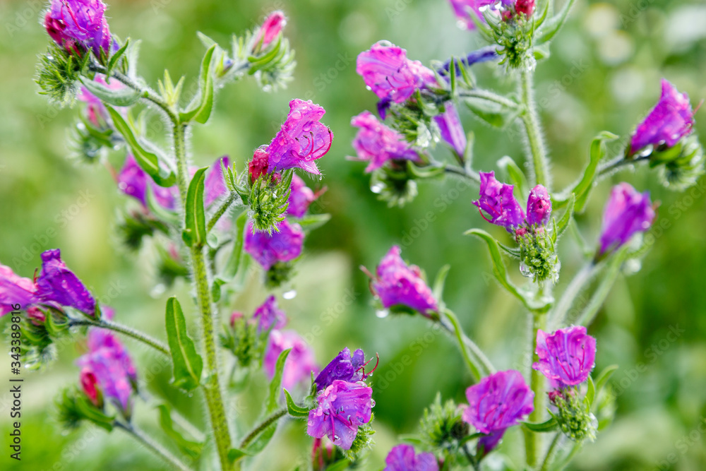 Primer plano de las flores de la planta denominada viborera. Echium vulgare. Lengua de buey. Primer plano de las flores de la planta denominada viborera. Echium vulgare. Lengua de buey.