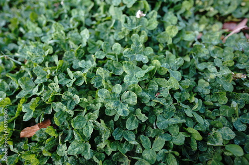 Wallpaper Mural クローバー Torontodigital.ca