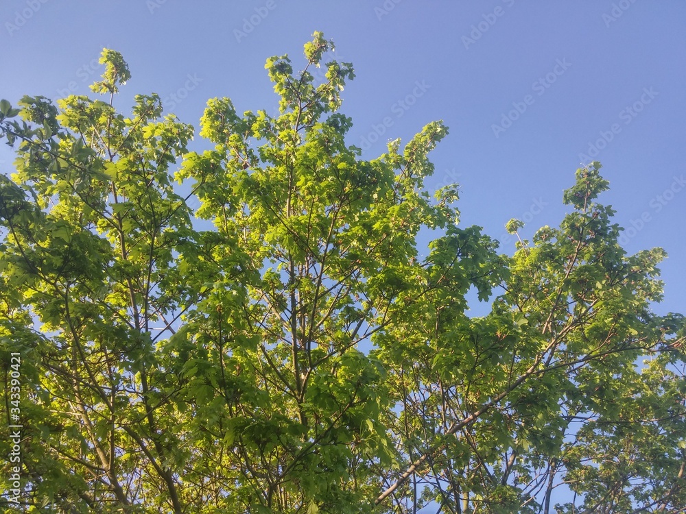 Blue sky and green leaves on the tree. Blue sky and green leaves on the tree.