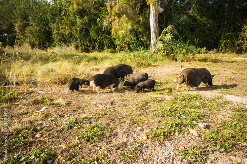 Wild black boar or pig. Wildlife in natural habitat. Summer nature.