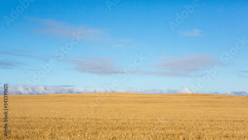 Photography Wheat Field