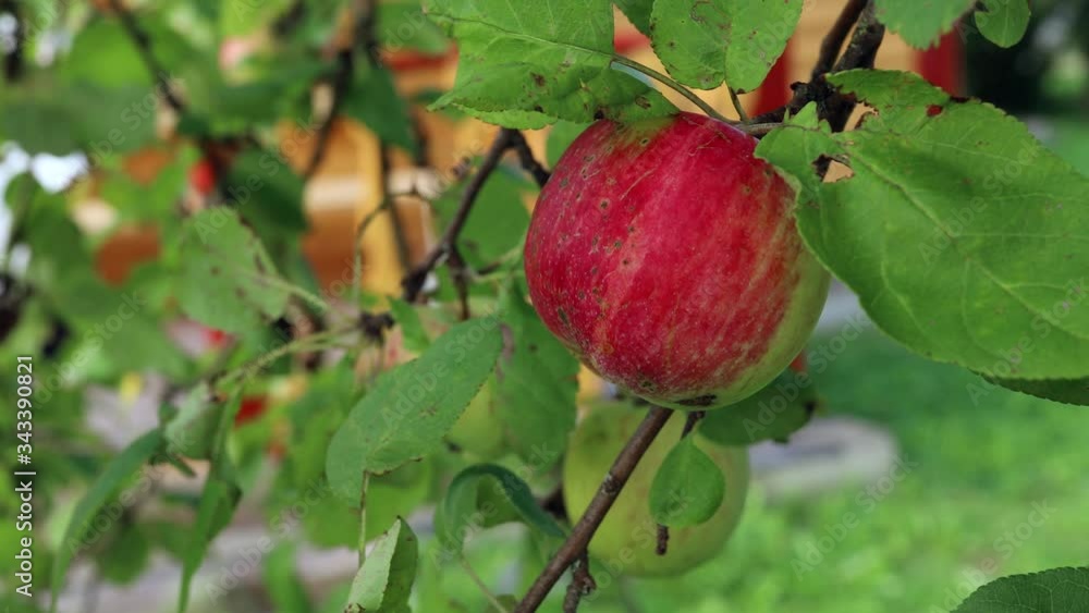 Red Apple on branch, Apples in the garden Red Apple on branch, Apples in the garden