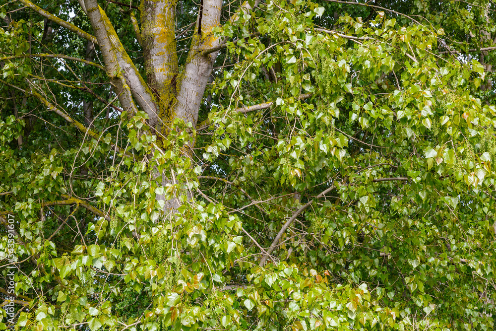 Chopo canadiense en primavera cubierto de hojas y sus amentos femeninos. Populus canadensis. Chopo canadiense en primavera cubierto de hojas y sus amentos femeninos. Populus canadensis.