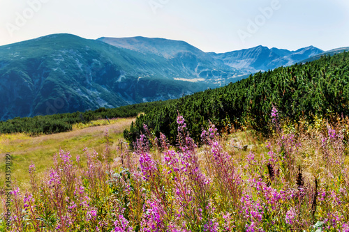 Chamaenerion Angustifolium Fireweed in Rila Mountain . Pink Flowers of a Herb in the Summer Mountain 