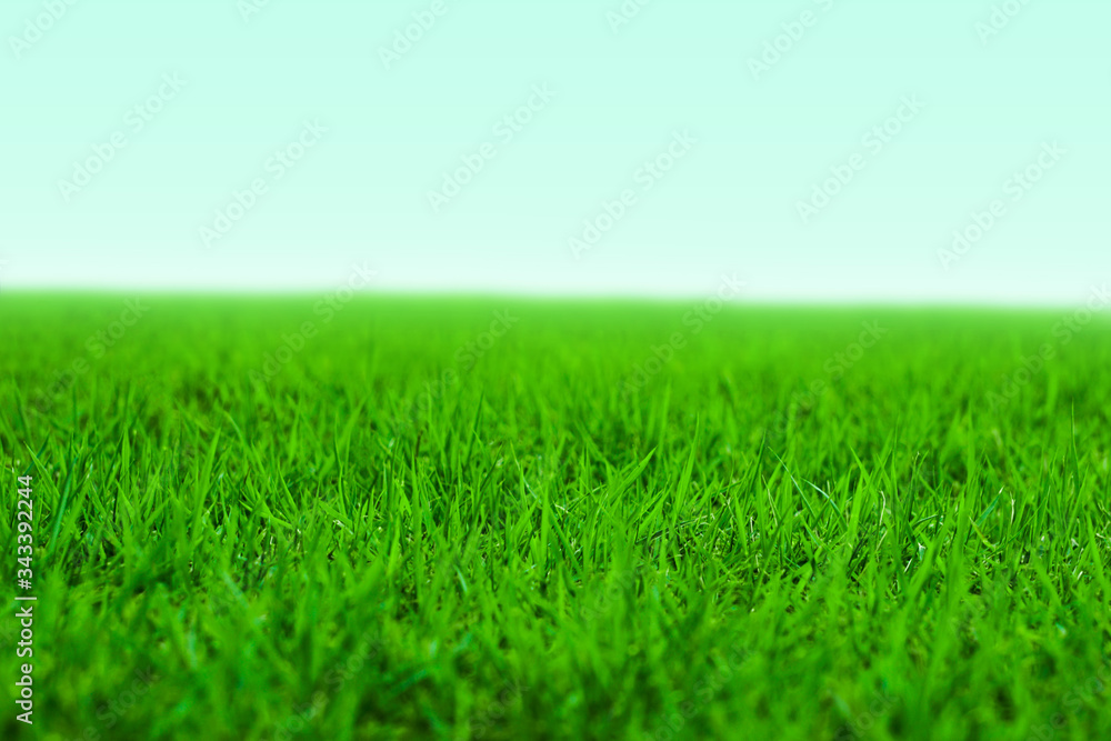 Photo of lawn or grassland. 芝生または草原の写真 Photo of lawn or grassland. 芝生または草原の写真